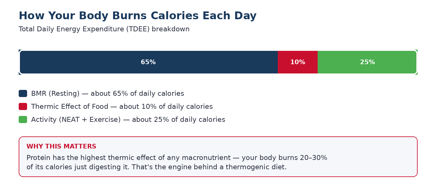 How Thermogenesis Drives Weight Loss
